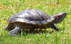 巴西龟是什么龟？