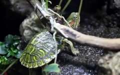 巴西龟吃什么东西？
