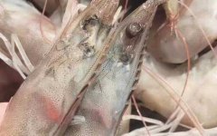 厄瓜多尔白虾是什么虾？