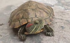 巴西龟的寿命有多长？