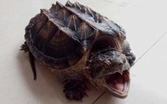 拟鳄龟是什么动物？