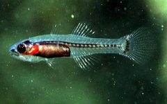 灯笼鱼是什么鱼？
