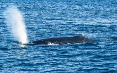 布氏鲸是什么动物？