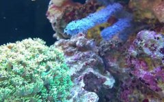 珊瑚是生物吗？
