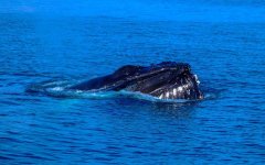 驼背鲸是什么动物？