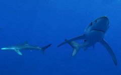 鲨鱼用什么呼吸？