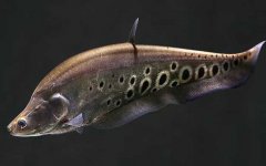 东洋刀鱼是什么鱼？
