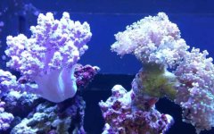 珊瑚、珊瑚虫、珊瑚礁的区别