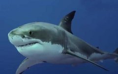 鲨鱼吃人是真的吗？