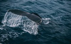 最大的鲸鱼是什么鲸？
