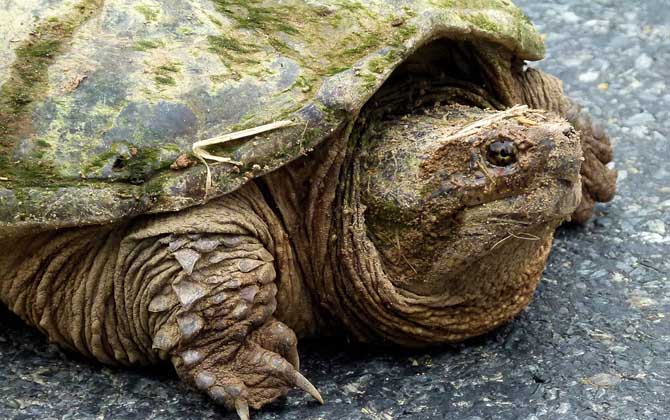 巴西鳄龟