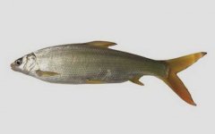 黄尾鱼是什么鱼？