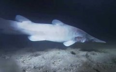 鼠鲨目有多少种鲨鱼？