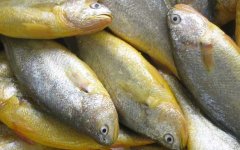 黄花鱼价格多少钱一斤？