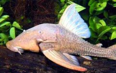 食木甲鲶鱼是什么鱼？