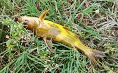 黄颡鱼有毒吗？