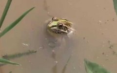 黑斑侧褶蛙是什么蛙？