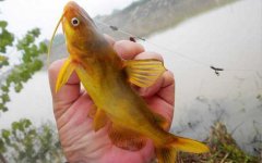 黄颡鱼可以在鱼缸养吗？