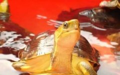 闭壳龟是什么龟？