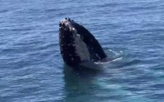 虎鲸为什么怕座头鲸？