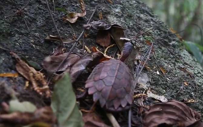枫叶龟