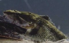 松江鲈鱼是国家保护动物吗？