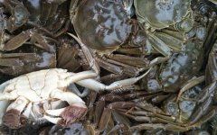 大闸蟹死了能不能吃了？