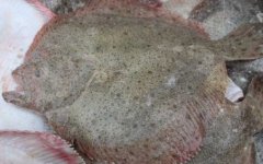 大菱鲆是什么鱼？