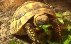 赫曼陆龟是什么龟？