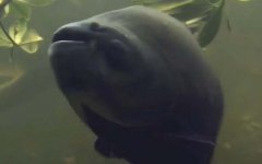 黑鳍巨脂鲤是什么鱼？