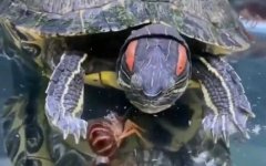 巴西龟眼睛肿了怎么办？