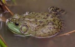 牛蛙是什么动物？