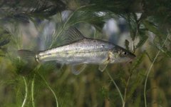 滇池金线鲃是什么鱼？