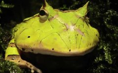 角蛙价格多少钱一只？