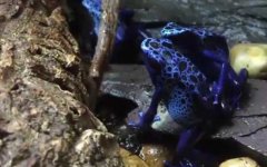 钴蓝箭毒蛙是什么蛙？