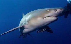 大白鲨是什么鲨鱼？