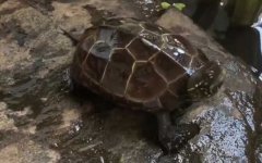 珍珠龟是什么龟？