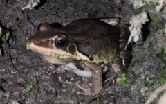 沼水蛙是什么蛙？