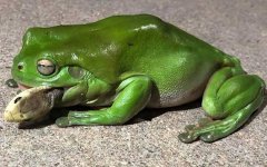 食蛇蛙是什么动物？