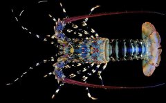锦绣龙虾是什么动物？