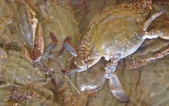 螃蟹的生活习性及特点