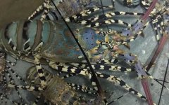 锦绣龙虾是保护动物吗？