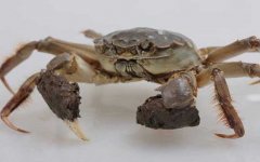 阳澄湖大闸蟹是什么蟹种？