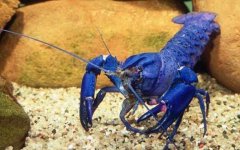 蓝色龙虾是什么动物？