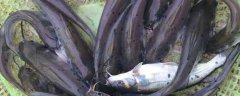 钓叉尾鮰鱼最佳诱饵是什么？
