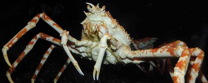 巨螯蟹