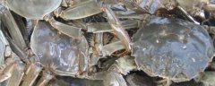 24小时之内死了的螃蟹能吃吗？