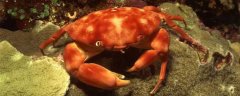 正直爱洁蟹是什么动物？
