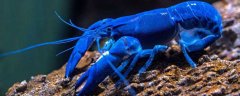 蓝龙虾是什么动物？