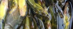 鸡肝钓黄颡鱼最佳方法是什么？